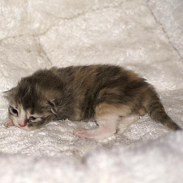 Sibirische Katzen Fiona von der Gronau