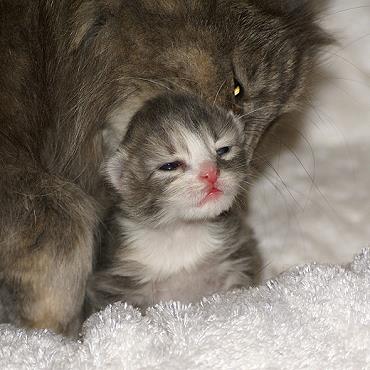 Sibirische Katzen Fiona von der Gronau