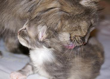 Sibirische Katzen Fiona von der Gronau