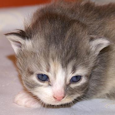 Sibirische Katzen Fiona von der Gronau