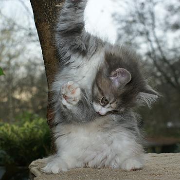 Sibirische Katzen Fiona von der Gronau