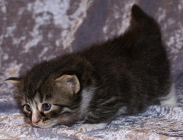 Sibirische Katzen Flavia von der Gronau