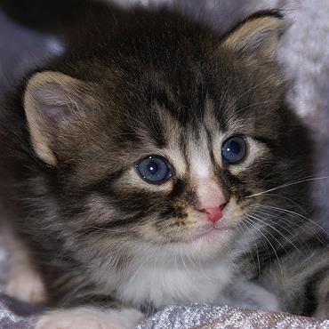 Sibirische Katzen Flavia von der Gronau