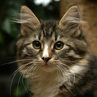 Sibirische Katzen Flavia von der Gronau