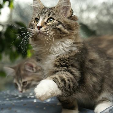 Sibirische Katzen Flavia von der Gronau