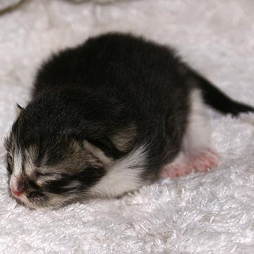 Sibirische Katzen Flavia von der Gronau