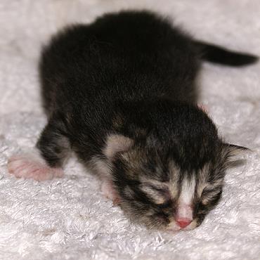 Sibirische Katzen Flavia von der Gronau