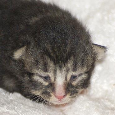 Sibirische Katzen Flavia von der Gronau