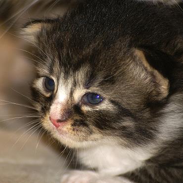 Sibirische Katzen Flavia von der Gronau