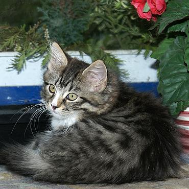 Sibirische Katzen Flavia von der Gronau