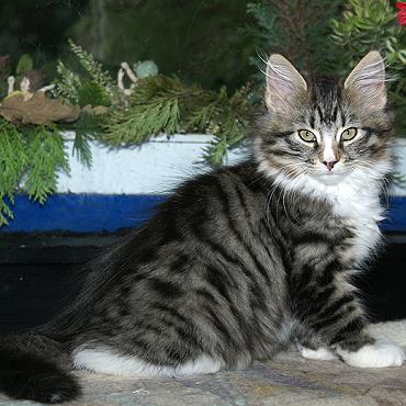Sibirische Katzen Flavia von der Gronau