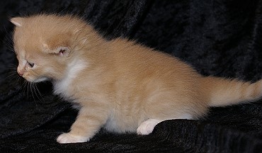 Sibirische Katzen Flavian von der Gronau