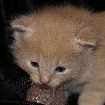 Sibirische Katzen Flavian von der Gronau