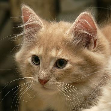 Sibirische Katzen Flavian von der Gronau