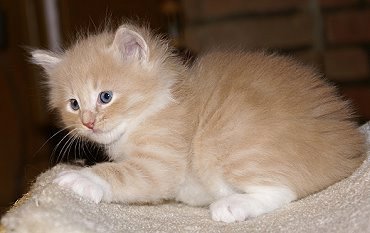 Sibirische Katzen Flavian von der Gronau