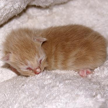 Sibirische Katzen Flavian von der Gronau