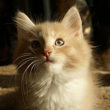 Sibirische Katzen Flavian von der Gronau