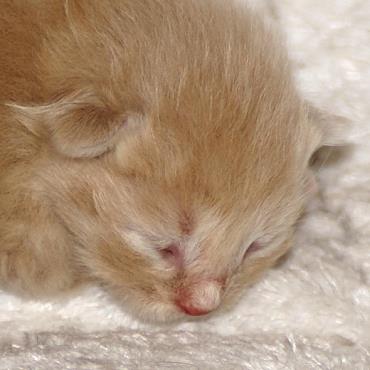 Sibirische Katzen Flavian von der Gronau