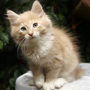 Sibirische Katzen Flavian von der Gronau