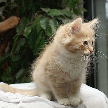 Sibirische Katzen Flavian von der Gronau