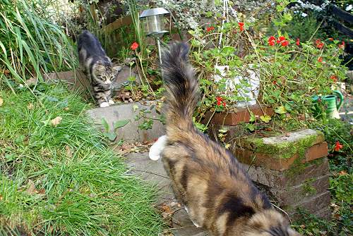 Sibirische Katzen Gwenja und Griseldis von der Gronau