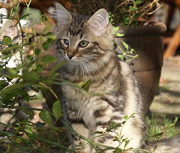 Sibirische Katzen Galileo von der Gronau