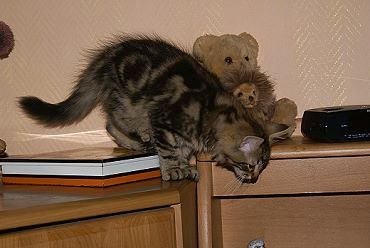 Sibirische Katzen Galileo von der Gronau