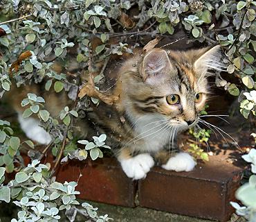 Sibirische Katzen Gwenja von der Gronau