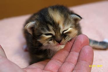 Sibirische Katzen Gwenja von der Gronau