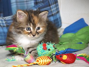 Sibirische Katzen Gwenja von der Gronau