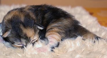 Sibirische Katzen Gwenja von der Gronau