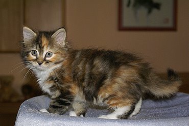 Sibirische Katzen Gwenja von der Gronau