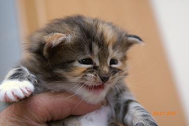 Sibirische Katzen Gwenja von der Gronau