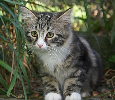 Sibirische Katzen Griseldis von der Gronau