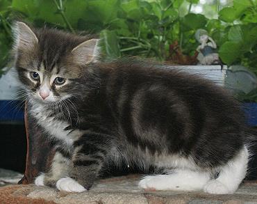 Sibirische Katzen Griseldis von der Gronau