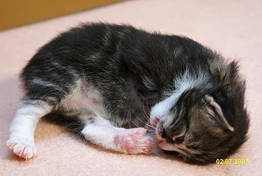 Sibirische Katzen Griseldis von der Gronau