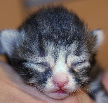 Sibirische Katzen Griseldis von der Gronau