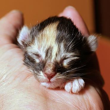 Sibirische Katzen Hela von der Gronau