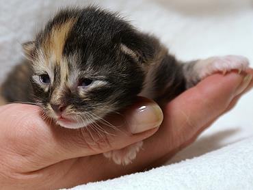 Sibirische Katzen Hela von der Gronau