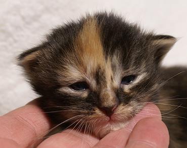 Sibirische Katzen Hela von der Gronau