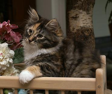 Sibirische Katzen Hela von der Gronau