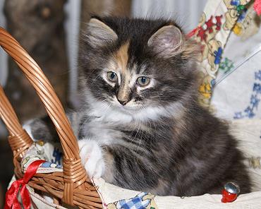 Sibirische Katzen Hela von der Gronau