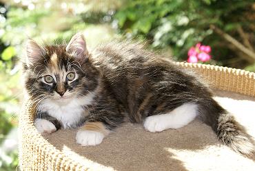 Sibirische Katzen Hela von der Gronau