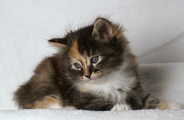 Sibirische Katzen Hela von der Gronau