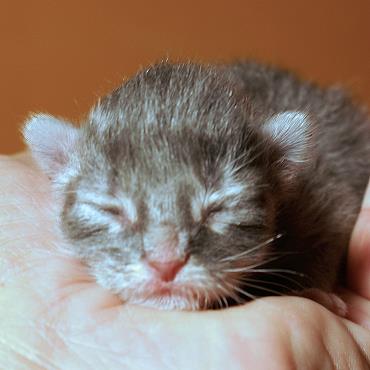 Sibirische Katzen Heseke von der Gronau