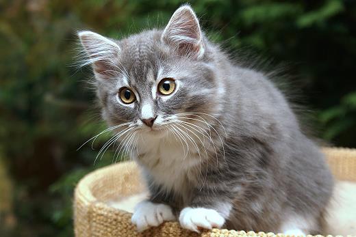 Sibirische Katzen Heseke von der Gronau