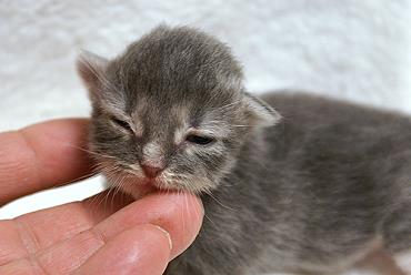 Sibirische Katzen Heseke von der Gronau