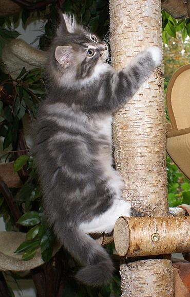 Sibirische Katzen Heseke von der Gronau