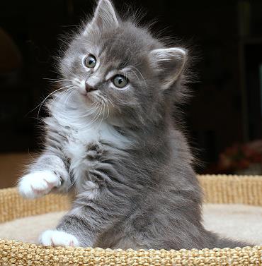 Sibirische Katzen Heseke von der Gronau