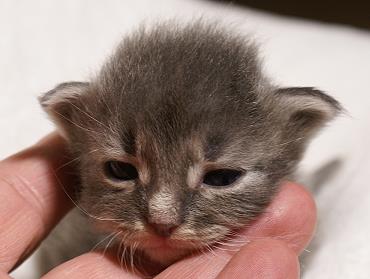 Sibirische Katzen Heseke von der Gronau